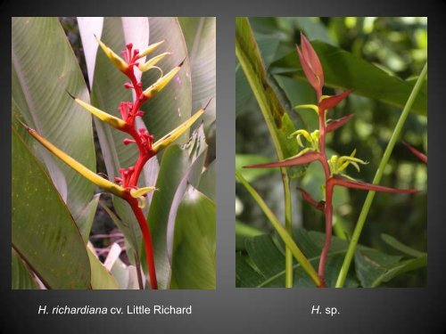 Heliconias currently in cultivation in Puerto Rico - Heliconia Society ...