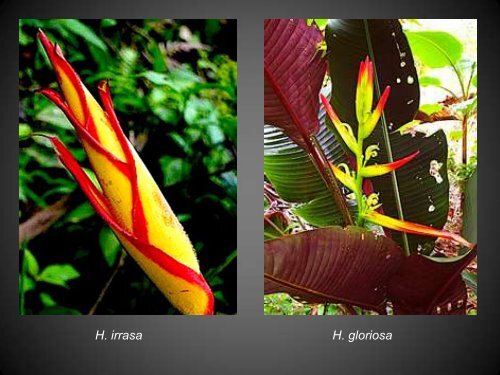 Heliconias currently in cultivation in Puerto Rico - Heliconia Society ...