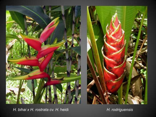 Heliconias currently in cultivation in Puerto Rico - Heliconia Society ...