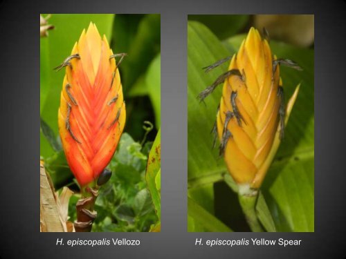 Heliconias currently in cultivation in Puerto Rico - Heliconia Society ...