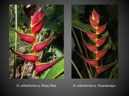 Heliconias currently in cultivation in Puerto Rico - Heliconia Society ...