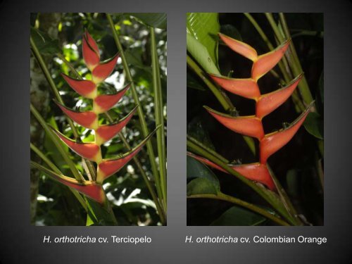 Heliconias currently in cultivation in Puerto Rico - Heliconia Society ...