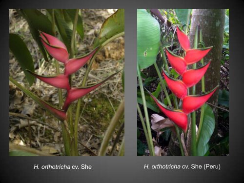 Heliconias currently in cultivation in Puerto Rico - Heliconia Society ...