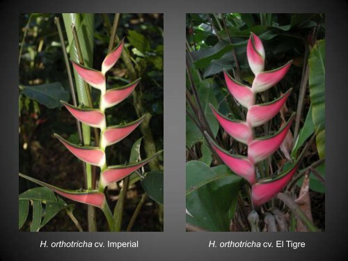 Heliconias currently in cultivation in Puerto Rico - Heliconia Society ...