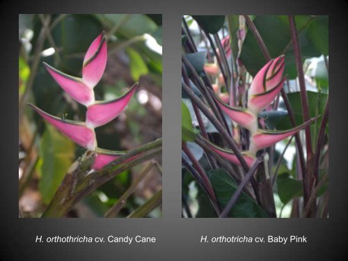 Heliconias currently in cultivation in Puerto Rico - Heliconia Society ...