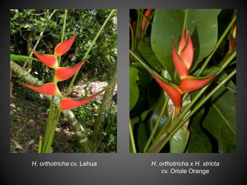 Heliconias currently in cultivation in Puerto Rico - Heliconia Society ...