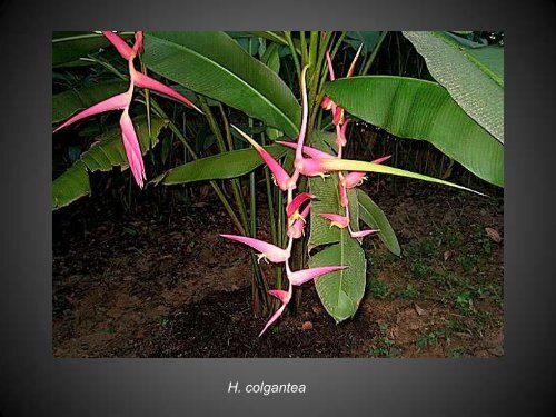 Heliconias currently in cultivation in Puerto Rico - Heliconia Society ...