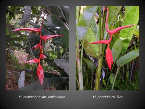 Heliconias currently in cultivation in Puerto Rico - Heliconia Society ...