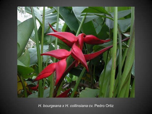 Heliconias currently in cultivation in Puerto Rico - Heliconia Society ...