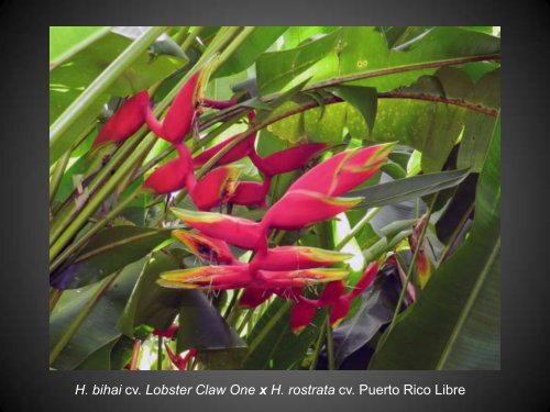 Heliconias currently in cultivation in Puerto Rico - Heliconia Society ...