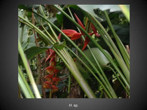 Heliconias currently in cultivation in Puerto Rico - Heliconia Society ...