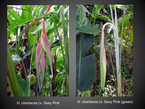 Heliconias currently in cultivation in Puerto Rico - Heliconia Society ...