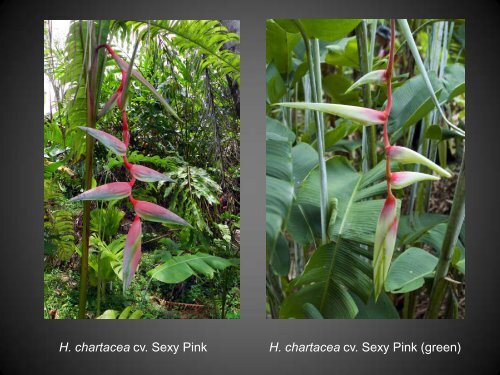 Heliconias currently in cultivation in Puerto Rico - Heliconia Society ...