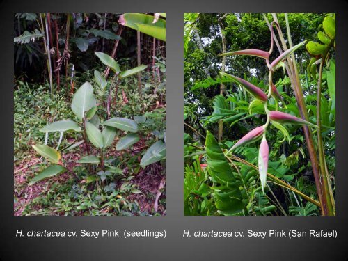 Heliconias currently in cultivation in Puerto Rico - Heliconia Society ...