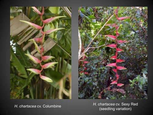 Heliconias currently in cultivation in Puerto Rico - Heliconia Society ...