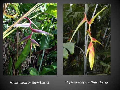 Heliconias currently in cultivation in Puerto Rico - Heliconia Society ...