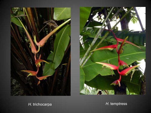 Heliconias currently in cultivation in Puerto Rico - Heliconia Society ...