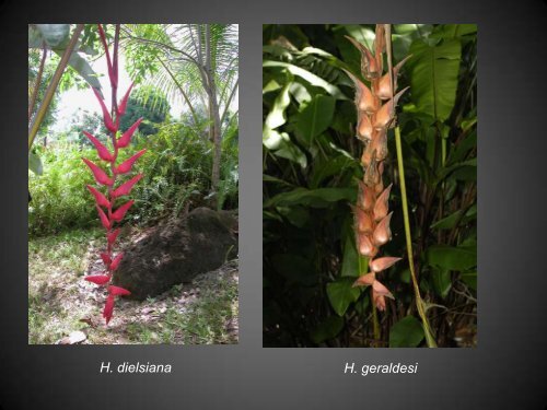 Heliconias currently in cultivation in Puerto Rico - Heliconia Society ...