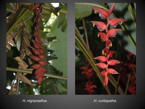 Heliconias currently in cultivation in Puerto Rico - Heliconia Society ...