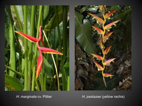 Heliconias currently in cultivation in Puerto Rico - Heliconia Society ...