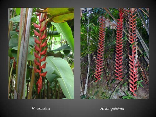 Heliconias currently in cultivation in Puerto Rico - Heliconia Society ...