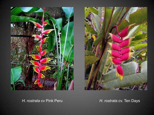 Heliconias currently in cultivation in Puerto Rico - Heliconia Society ...