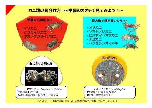 カニ類の見分け方 ～甲羅のカタチで見てみよう！ - 日本国際湿地保全連合