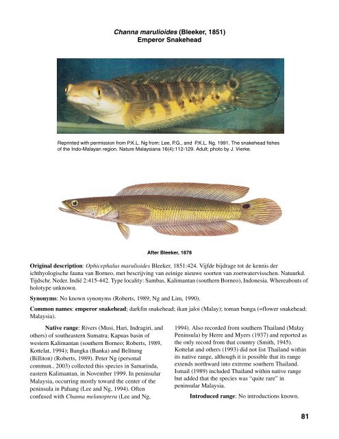 Channa marulioides (Bleeker, 1851) Emperor Snakehead - USGS