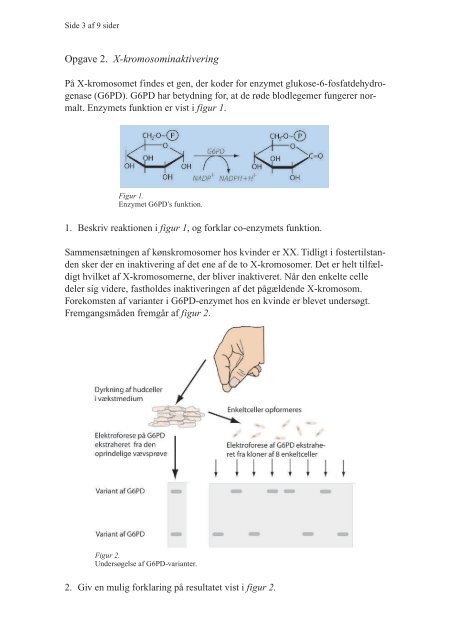 Opgave 2. X-kromosominaktivering