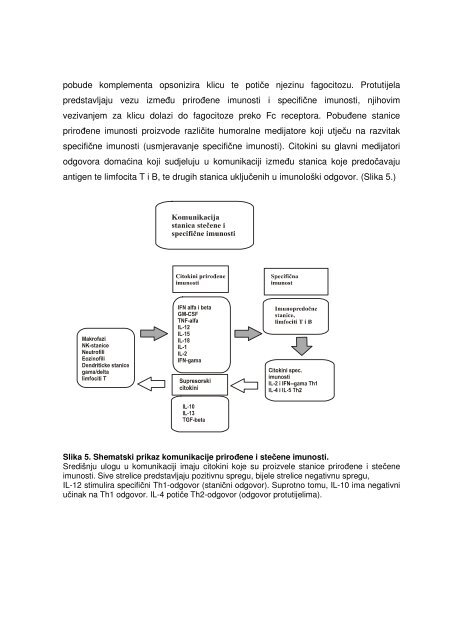 Download (1368Kb) - Repozitorij Medicinskog fakulteta Sveučilišta ...