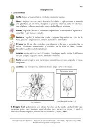 Malpighiaceae - Hipertextos del Ãrea de la BiologÃ­a