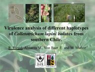 Virulence Analysis of Different Colletotrichum lupini ... - Lupins.org