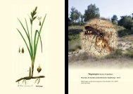 Bionomie der Insekten niederrheinischer Sandbiotope, â 3 - 2007 ...