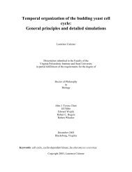 Temporal organization of the budding yeast cell ... - Virtual building 8