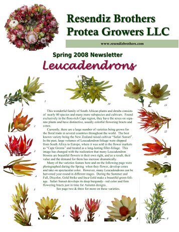 Spring 2008 - Resendiz Brothers Protea Growers