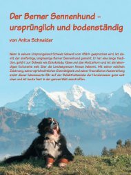 Der Berner Sennenhund - Schweizer Hunde Magazin