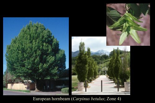 Tree Selection for Higher Elevations - Forestry - Utah State University