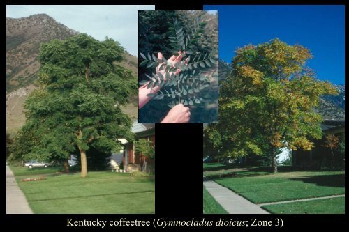 Tree Selection for Higher Elevations - Forestry - Utah State University