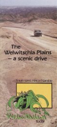 The Welwitschia Plains - scenic drive: brochure - Namibweb.com