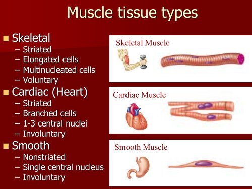 Muscle tissue types - Department of Animal Science
