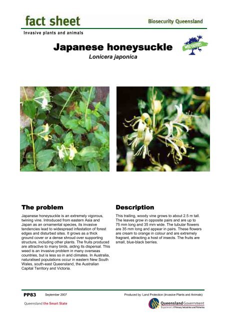 Japanese honeysuckle