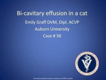 Bi-cavitary effusion in a cat - University of Georgia College of ...