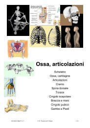 Ossa, Articolazioni, Anatomia, Fisiologia