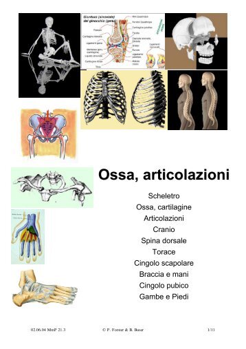 Ossa, Articolazioni, Anatomia, Fisiologia