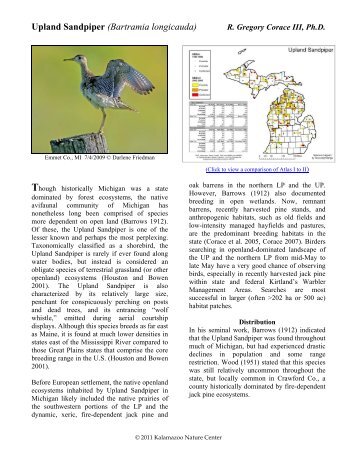 Upland Sandpiper - Michigan Breeding Bird Atlas Website