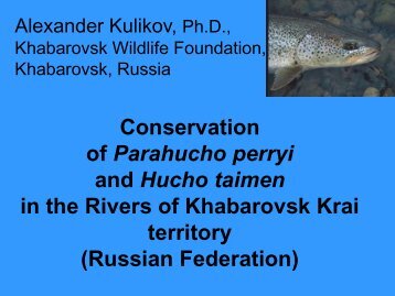 Creation of the first river reserve for Parahucho perryi in Russia, and ...