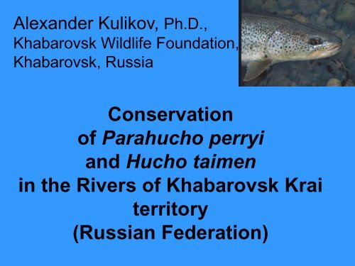 Creation of the first river reserve for Parahucho perryi in Russia, and ...