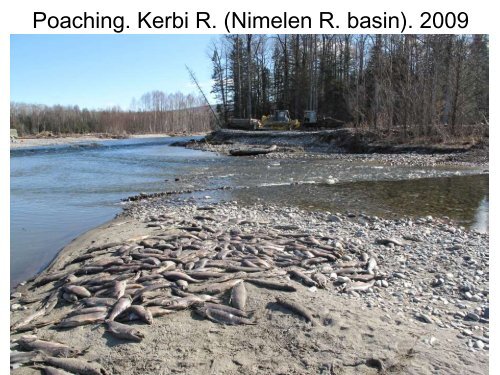 Creation of the first river reserve for Parahucho perryi in Russia, and ...