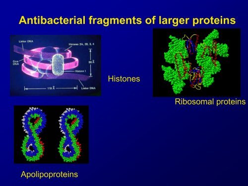 Lecture Antimicrobial peptides .pdf