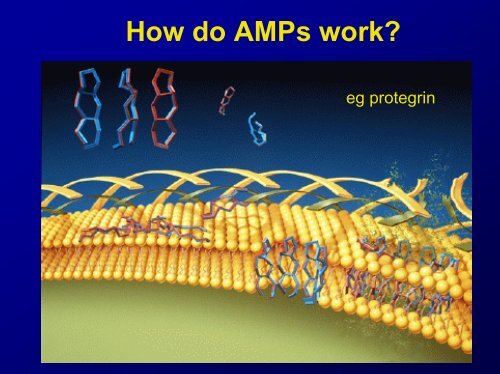 Lecture Antimicrobial peptides .pdf